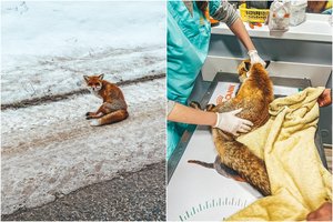 Sužeistos lapės gelbėjimas virto detektyvu: dėl gyvūno mirties gelbėtoja kaltina kliniką