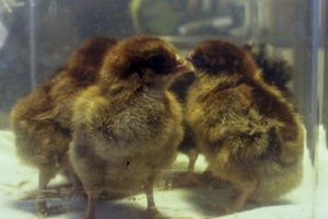 Pandemija skatina maisto produkto eksportuotojus ieškoti naujų rinkų