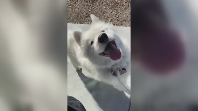 Širdis tirpdo mielas vaizdo įrašas: vedžiojamas šuo tiesiog šoka iš laimės