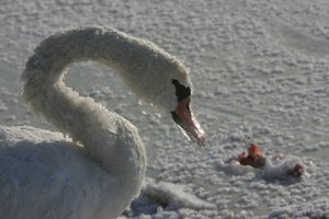 Profesorius gamtininkas S. Juknevičius prašo pagalbos laukiniams paukščiams: padėkime išgyventi šią žiemą