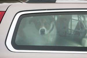 Gyvūno žalojimas ir kankinimas dėl grožio gresia tūkstantine bauda: įspėjo, kas laukia ir veterinarų