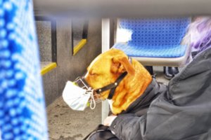 Po to, kai COVID-19 buvo nustatytas kačiukui, šalis tirs augintinius, turėjusius kontaktų su sergančiais žmonėmis