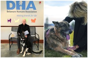 Atskleidė, ką Baltuosiuose rūmuose mėgsta veikti prezidento šunys: netrukus čia atsiras ir trečiasis