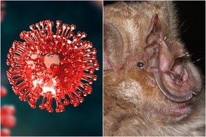 Uhane dirbę PSO ekspertai nenustatė pirminių koronaviruso nešiotojų