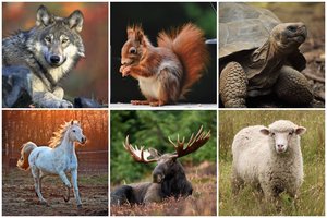 Koks partneris jums yra idealus? Testas – kaip pirštu į akį