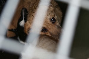 Po skandalų dėl gyvūnų gerovės – žvilgsnis į VMVT: ieškos, kas slypi po „vargo pelių“ įvaizdžiu