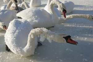 Latvijoje rastos dvi negyvos gulbės, užsikrėtusios itin užkrečiama paukščių gripo atmaina