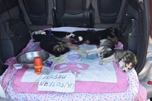 Vyriausybė pritarė pokyčiams dėl gyvūnų pardavimo: tikisi užkirsti kelią nelegalioms veisykloms