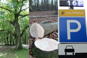 Ąžuolyno dalį parkavimo aikštele paversti užsimojusi Kauno miesto savivaldybė gavo raginimą iš Seimo
