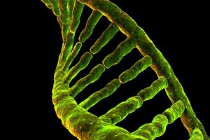 Žmogaus genome miega senovinis virusas