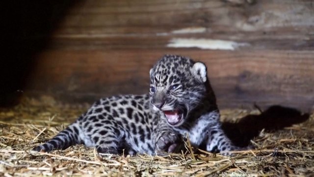 Pamatykite: jaguarų jaunikliai tirpdo internautų širdis