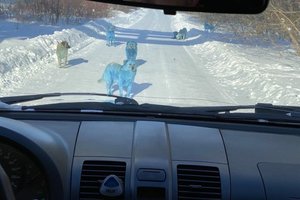 Avatarai Rusijos mieste: gatvėse laksto mėlyni šunys