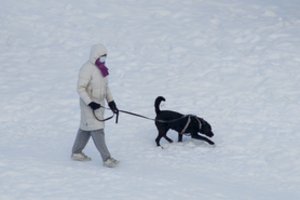 Patarė, kaip išvengti augintinio agresijos: šis veiksmingas metodas labai patiks jūsų šuniukui