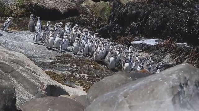 Čilės gamtosaugininkai surašė nykstančių Humbolto pingvinų populiaciją: skaičiai kelia nerimą 