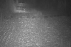 Žavingas vaizdelis pasienyje: suskaičiuokite, kiek šernų perbėgo kelią?