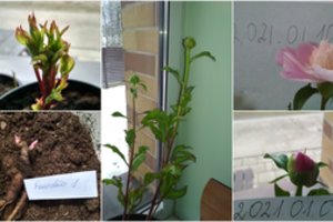 Bijūnai pražydo ant vilnietės palangės: nustebino, kaip tai nesudėtinga