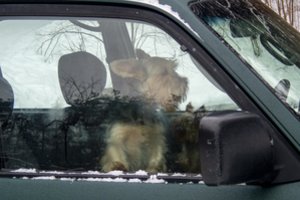 Iš daugintojų Šiaulių r. už žiaurų elgesį su gyvūnais konfiskuoti visi šunys