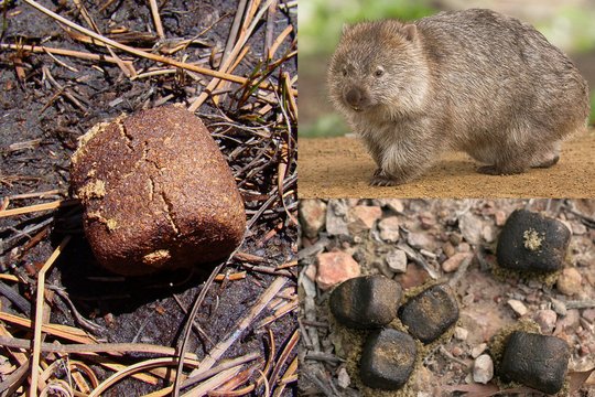Vombatai yra vieninteliai gyvūnai, kurie tuštinasi kubeliais: jau žinoma, kodėl 