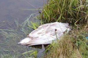 Perspėja apie pavojų: Kėdainiuose nugaišusiai gulbei patvirtintas didelio patogeniškumo virusas