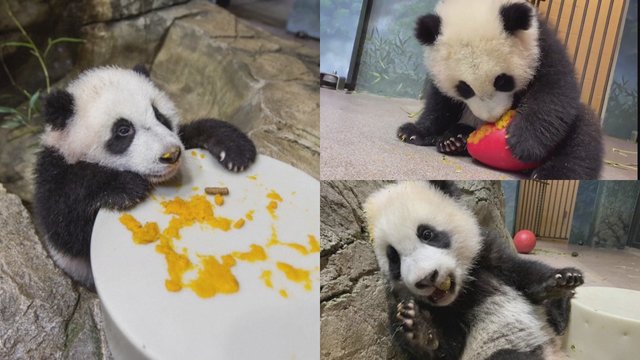 Kinų Naujuosius metus pasitiko ir Amerikoje gyvenanti panda: mėgavosi įvairiausiais skanėstais