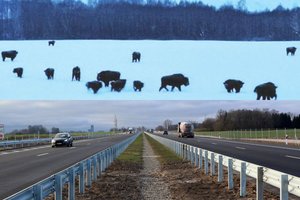 Vairuotojai turėtų būti ypač atidūs – prie magistralinio kelio vis dažniau pavojingai priartėja stumbrai