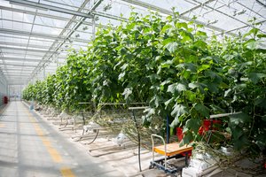 Ruošiamės sodo darbų sezonui: daržo ir sodo patarimai pravers kiekvienam