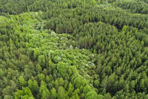 Patvirtintas medžių genetinio fondo Lietuvoje išsaugojimo planas
