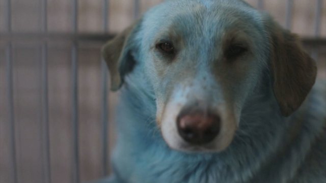 Fenomenas Rusijoje: netoli chemijos gamyklos randami mėlyni šunys – gyvūnų būklė stabili