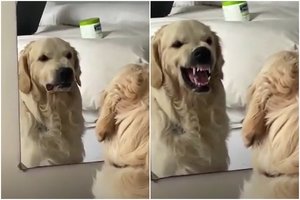 Mielumu garsėjantį retriverį pričiupo prie veidrodžio mokantis vaidinti piktą