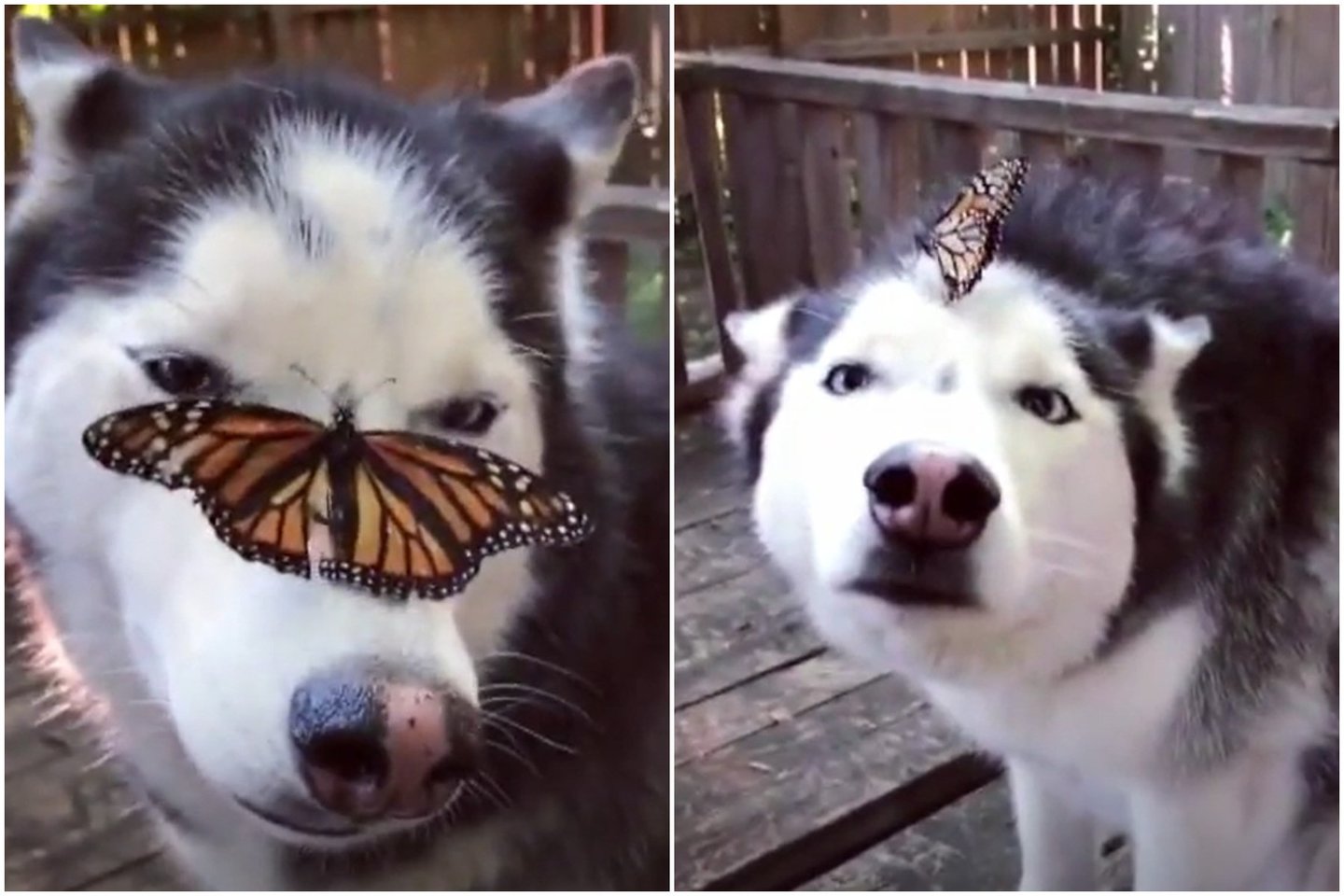  Šuns reakcija į mažytį drugelį stebina: negalėjo net pajudėti.<br> Lrytas.lt koliažas