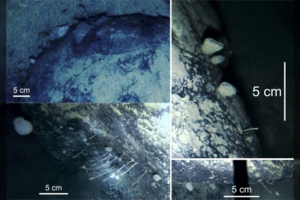 Po Antarktimi – mokslininkus apstulbinęs radinys
