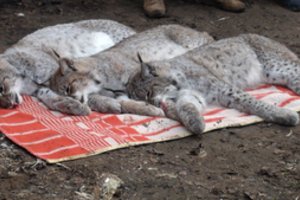 Drama dėl septynių lūšių konfiskavimo Joniškio r. baigėsi: teismas paskelbė nuosprendį