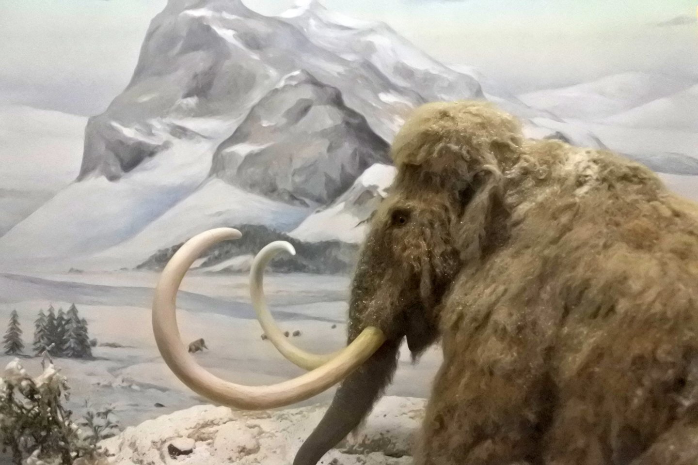  Sibiro amžinajame įšale ilgiau kaip milijoną metų glūdėjusiose mamutų liekanose rasta seniausių iki šiol aptiktų DNR pavyzdžių, kurių sekas mokslininkams pavyko nuskaityti.<br> 123rf iliustr.