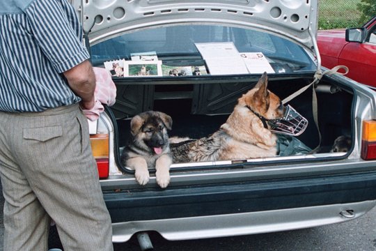 Nauja tvarka atvėrė rankas inspektoriams: prekeiviai gyvūnais apie tai neįtars