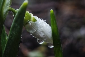 Po anomalijų atmosferoje šiaurės pusrutulyje klimatologas paaiškino, kokia bus pavasario pradžia
