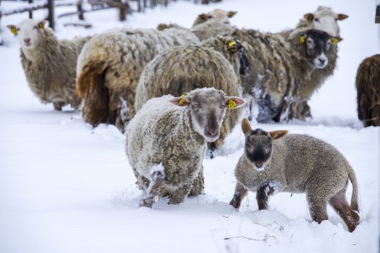 Avių ir ožkų veislių keitimo klausimus spręs komisija