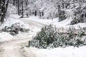 Išlaužų miškuose negana – baltarusiškas biokuras toliau stekena Lietuvos įmones