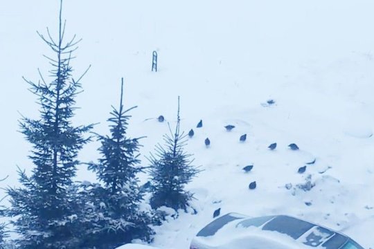 Daugiabučio kieme – netikėtas reginys: bėgdamos nuo žiemos bado pas žmones atklydo būrys kurapkų