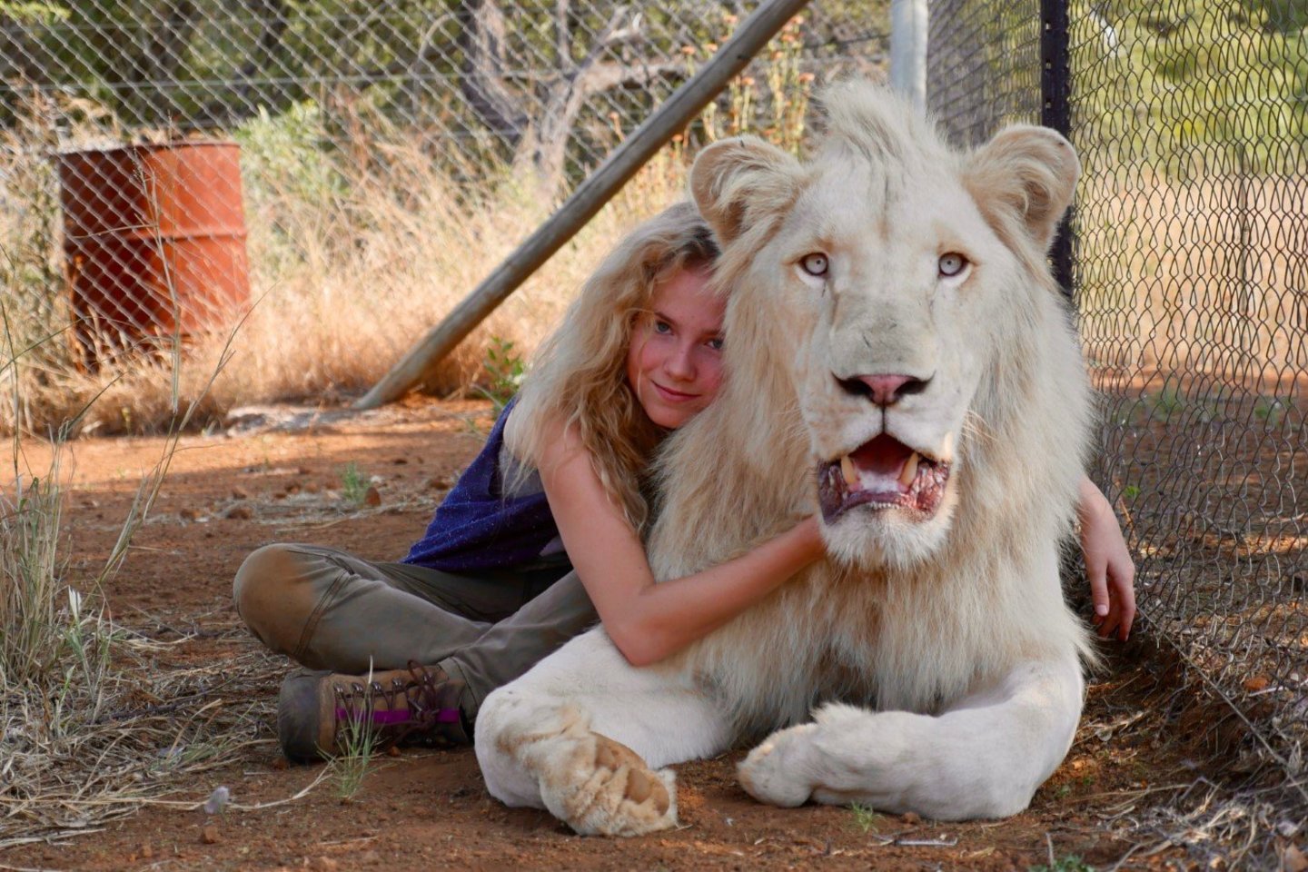 „Mija ir baltasis liūtas“.<br> Filmo kadras.
