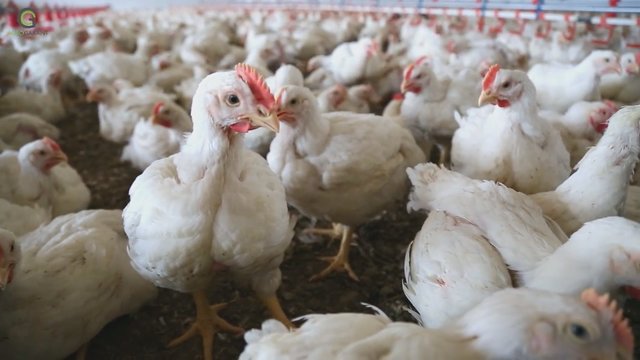 Rusijoje patvirtintas pirmas pasaulyje žmogaus užsikrėtimo paukščių gripu atvejis