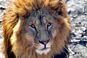 Vokietijos zoologijos sode liūtas užpuolė prižiūrėtoją