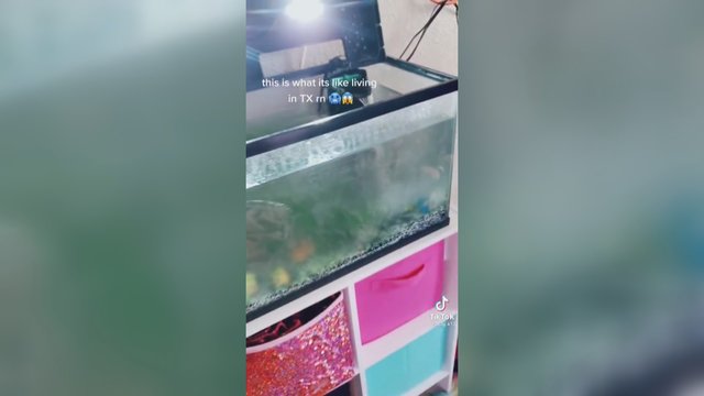 Nei juoktis, nei verkti: Teksase kambaryje stovintis akvariumas užšalo su jame esančiomis žuvimis