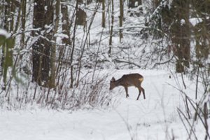 Vairuotojus ragina būti atidesniais: laukiniai gyvūnai vėl keliuose