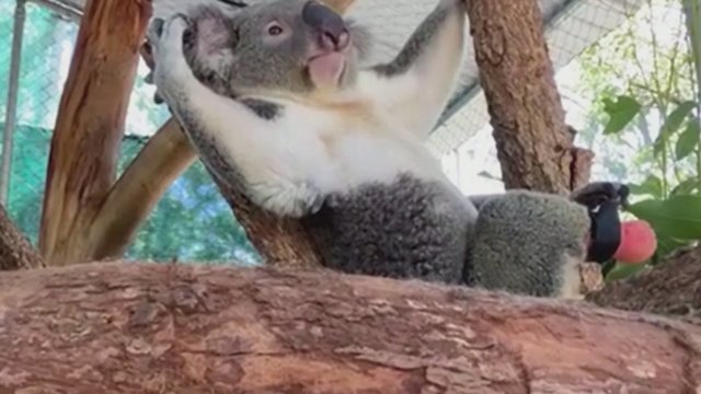 Australijoje koala gavo pirmąją pasaulyje protezinę pėdą