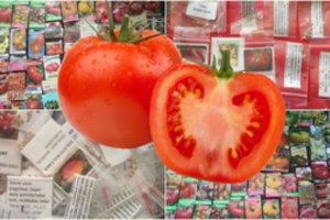 Apie 500 pomidorų veislių kolekciją surinkusi rokiškietė atskleidė, kur įsigijo vertingiausių sėklų