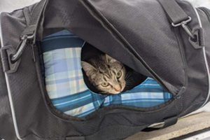 Prie bažnyčios durų paliktą įtartiną krepšį atvykę apžiūrėti išminuotojai nustebo