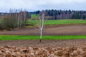 Kirto profesoriams: „Biznelį“ uždaryti galima, bet tada ir „bliūdelis“ bus tuščias“