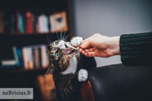 Žaislai katėms – ne tik pramoga: paaiškino, kodėl augintiniui jie gyvybiškai būtini