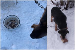 Per šalčius apleistoje sodyboje pririštą šunį paliko mirti be maisto ir vandens