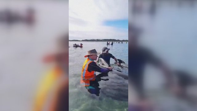 Dramatiški vaizdai: savanoriai bando išgelbėti dešimtis ant seklumos užplaukusių delfinų